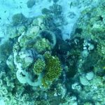 Korallen - und irgendwo eine Gelbmaulmuräne