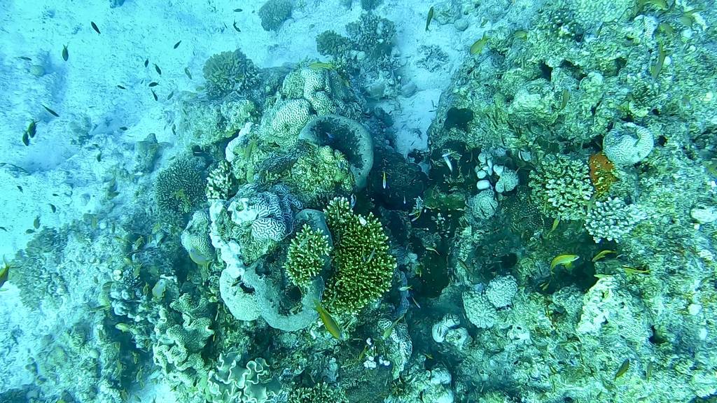 Korallen - und irgendwo eine Gelbmaulmuräne