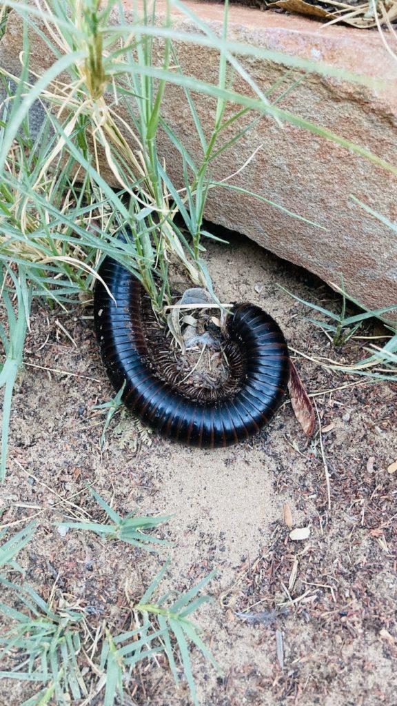 Riesiger Centipede