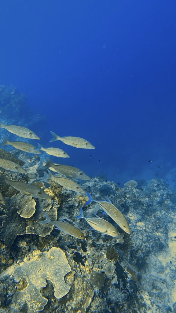 Fischschwarm