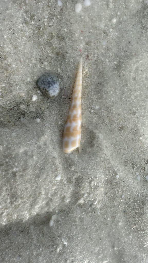Muschel im Sand