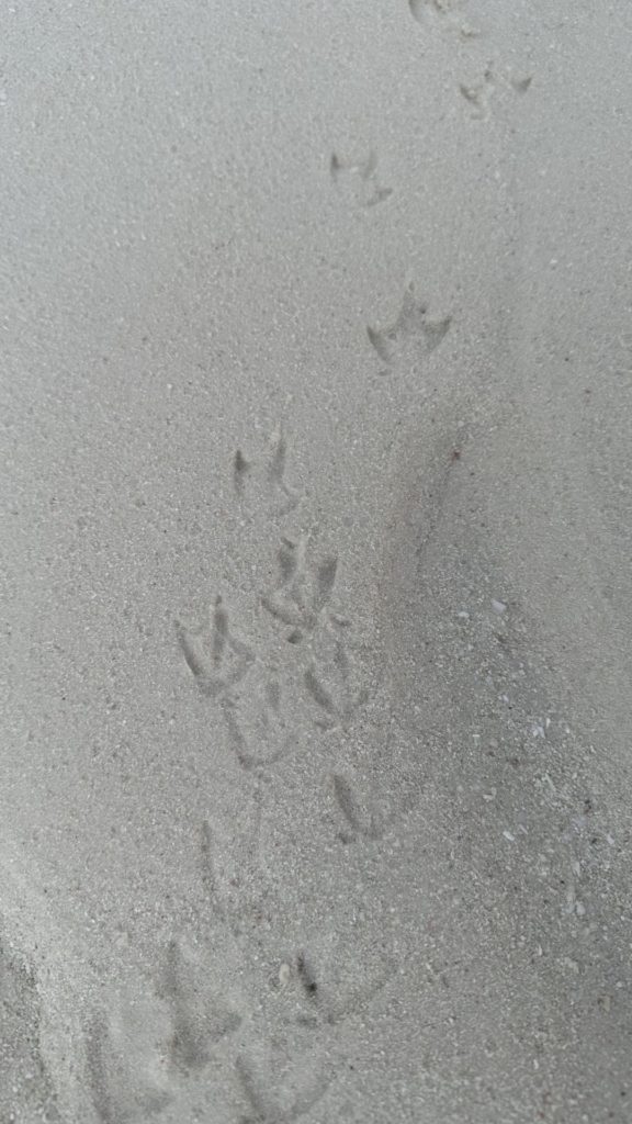 Vogelspuren im Sand