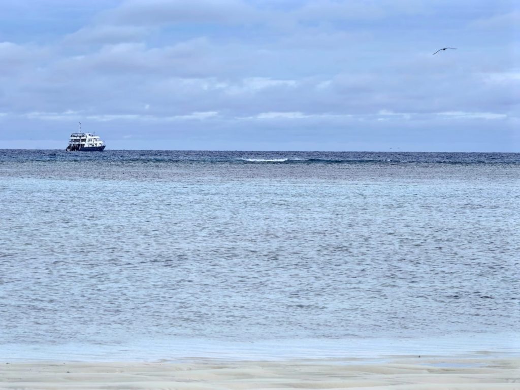 Schiff Infiniti