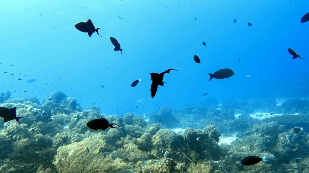 Fische am Riff