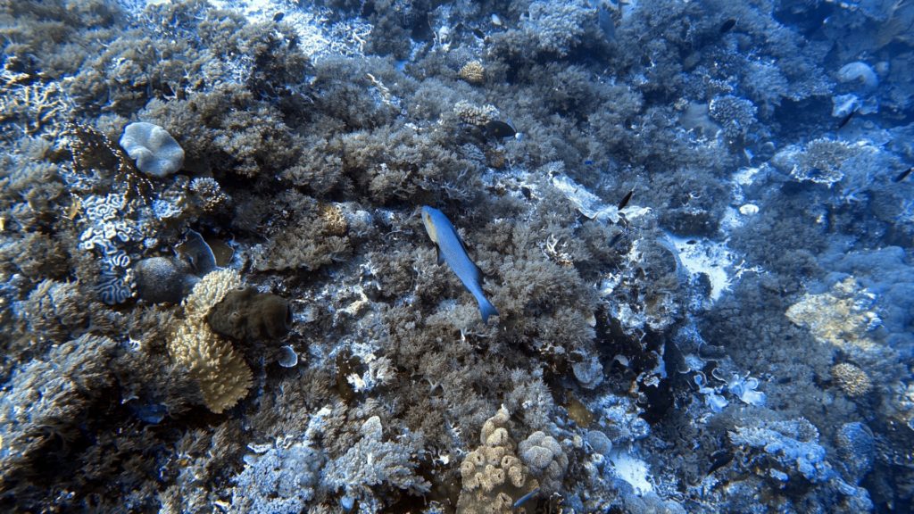 Fisch mit Riff